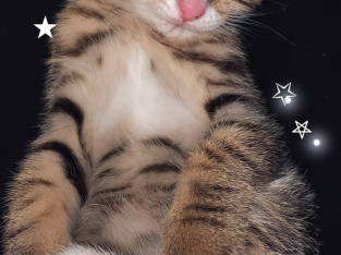 Cats – Yarra Junction