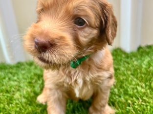 Labradoodle – Redcliffe