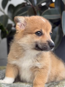 Corgi – Grose Wold