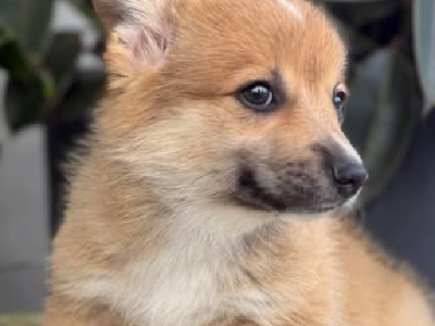 Corgi – Grose Wold