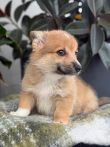 Corgi – Grose Wold