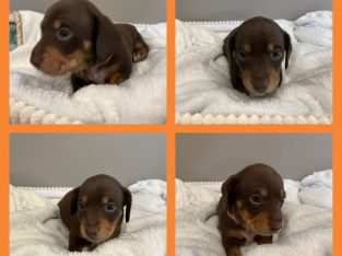 Dachshund – Amanda Jones