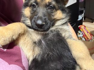 German Shepherd – Cranebrook