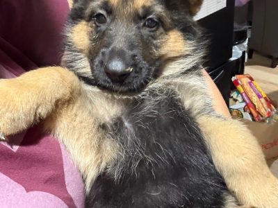 German Shepherd – Cranebrook
