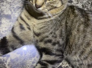 Other Cats – Woodcroft