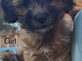 Small Dogs – Penrith