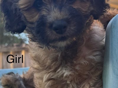 Small Dogs – Penrith