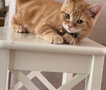 Scottish Fold – Kellyville