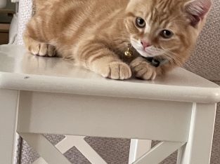 Scottish Fold – Kellyville