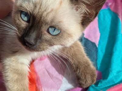 Ragdoll – Sandy Camp