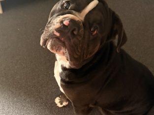 Other Dogs – Rockhampton City