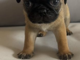Pug – Clontarf