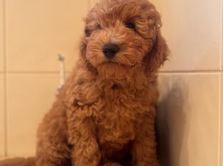 Toy Cavoodle – Mildura