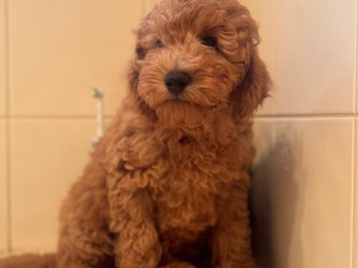 Toy Cavoodle – Mildura