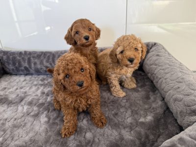 Poodle Mini – Glendenning