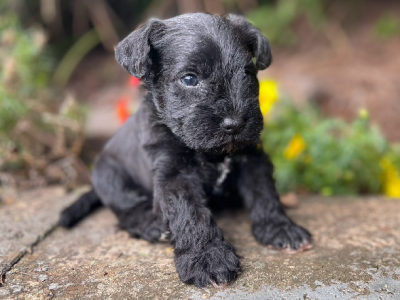 Schnauzer (Miniature) – K Urquhart