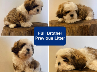 Shih Tzu – K Urquhart