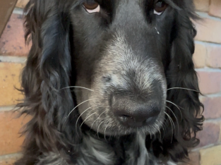 Cocker Spaniel – Newtown