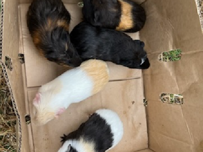 Guinea Pig – Springvale