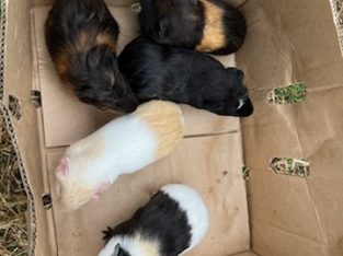 Guinea Pig – Springvale