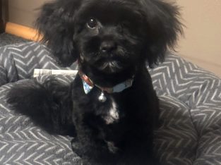 Shih Tzu – Carey Park