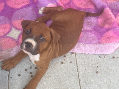 Shar Pei – Ipswich