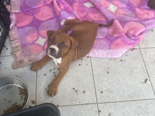 Shar Pei – Ipswich