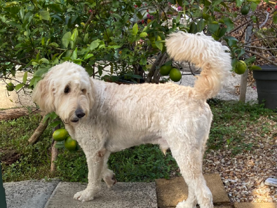 Goldendoodle – Ipswich