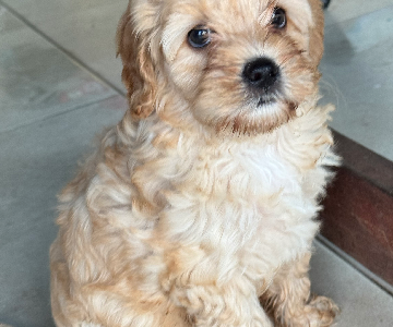 Cavoodle – Mount Low