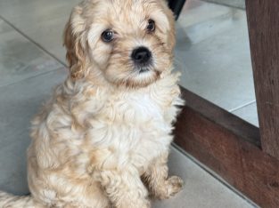 Cavoodle – Mount Low