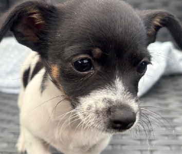 Chihuahua – Hebersham