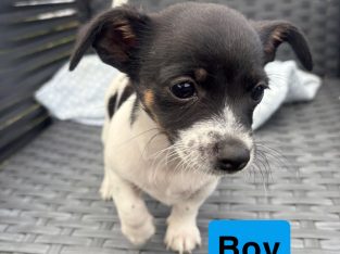 Chihuahua – Hebersham