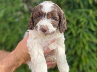 Spoodle – Belconnen