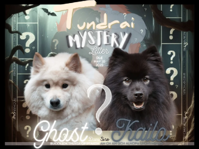 Finnish Lapphund – Melanie Pritzer