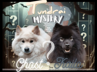 Finnish Lapphund – Melanie Pritzer