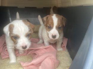 Jack Russell – Camden