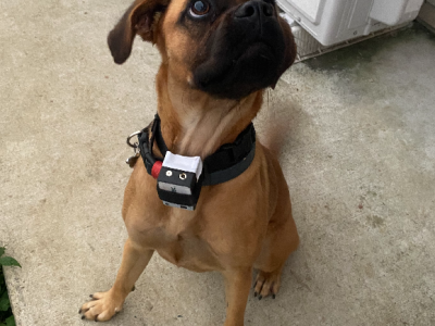 Pugalier – Flinders View