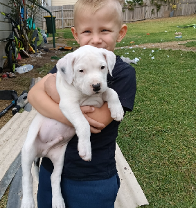 American Staffordshire Bull Terrier – Lithgow