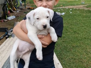 American Staffordshire Bull Terrier – Lithgow