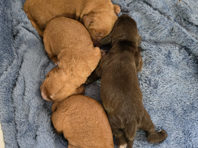 Cocker Spaniel – Wongarbon