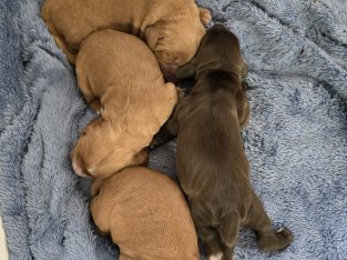 Cocker Spaniel – Wongarbon