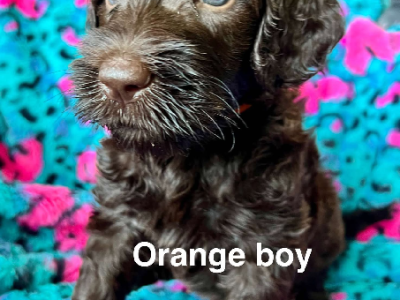 Labradoodle – Dantapelle Australian Cobberdogs