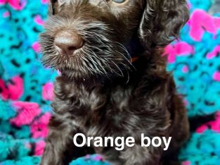 Labradoodle – Dantapelle Australian Cobberdogs