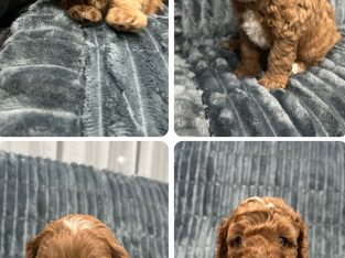 Cavoodle – Numurkah