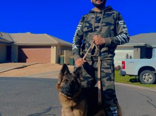 German Shepherd – Casey Waters