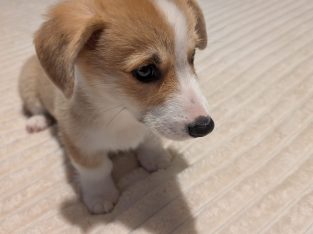 Corgi – Moree