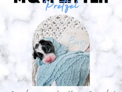 Moodle – Maddison Cox