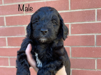 Spoodle – Grace Barr