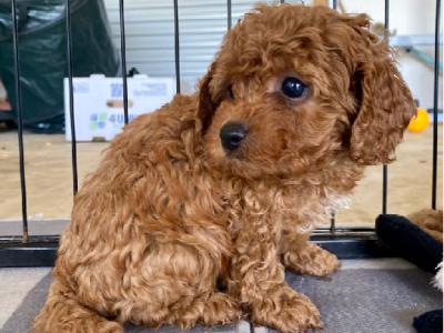 Cavoodle – Geelong