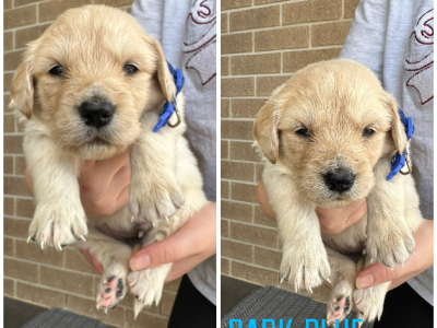 Golden Retriever – Goulburn